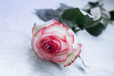 Close-up of pink rose