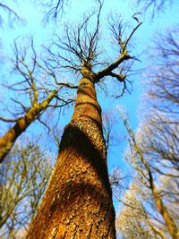 Low angle view of bare tree against sky