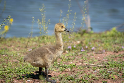 A canada goose gosling on the shore of a lake.