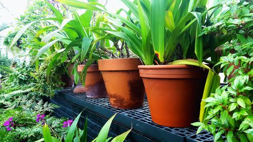 Potted plants in greenhouse