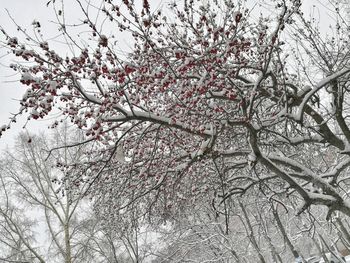 Low angle view of tree against sky