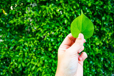 Cropped image of hand holding plant