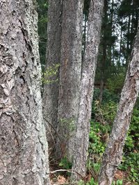 Close-up of tree trunk in forest