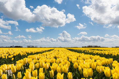 Scenic view of oilseed rape field against sky