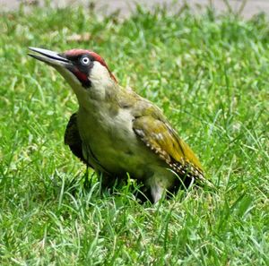 Close-up of bird perching on grass