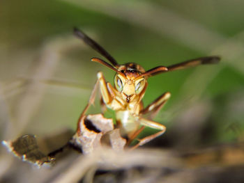 Close-up of insect on leaf