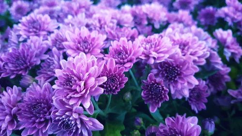 Close-up of purple flowers blooming outdoors