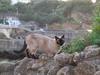 Portrait of cat on rock