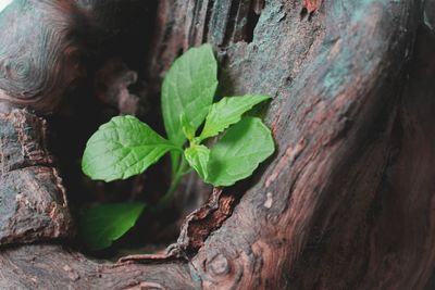 Close-up of green leaves on tree trunk