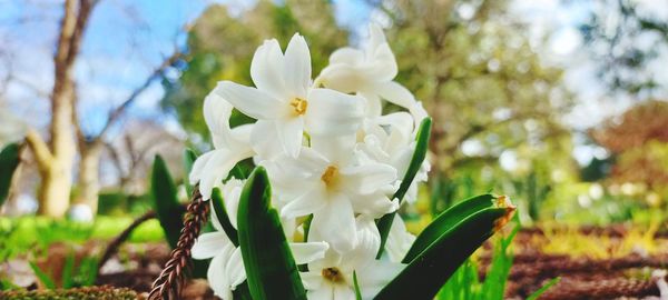 Close-up of white flowering plant