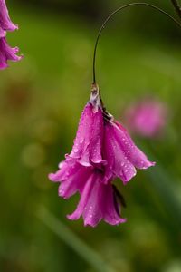 Close-up of water drops on pink flower