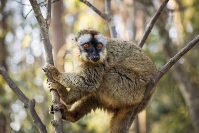 Portrait of an animal sitting on branch