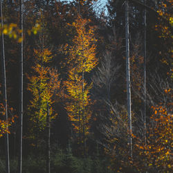 Low angle view of trees in forest