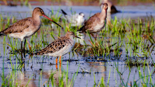 Birds in lake