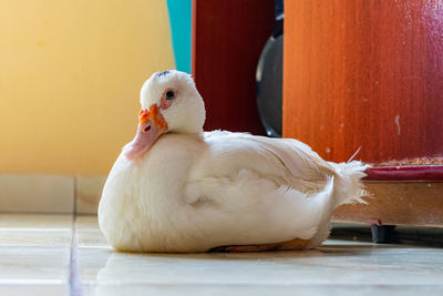 Close-up of a bird