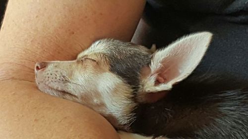 Close-up of cat sleeping