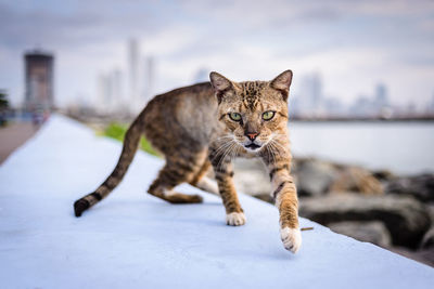 Close-up portrait of cat walking on retaining wall against sky