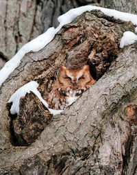 Close-up of lizard on tree trunk