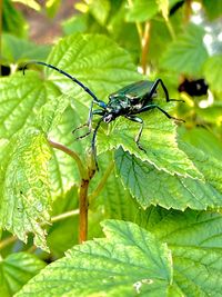 Close-up of insect on leaves