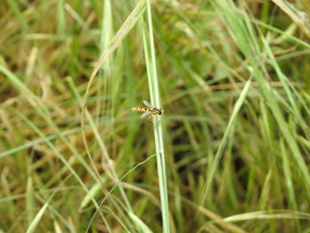 Close-up of insect on grass