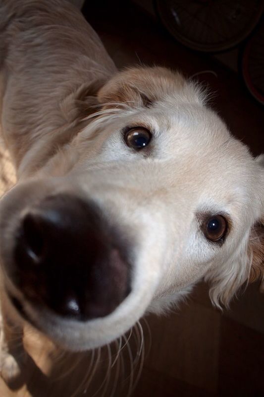 pets, dog, domestic animals, indoors, animal themes, one animal, portrait, looking at camera, close-up, mammal, animal head, home interior, white color, cute, animal body part, focus on foreground, relaxation, no people, front view, high angle view