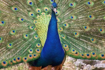 Close-up of peacock