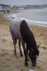 View of horse drinking water on beach