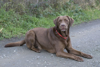 Portrait of dog sitting outdoors