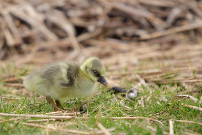 Close-up of a bird on field