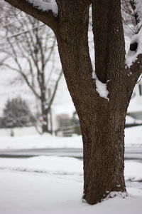 Close-up of snow covered tree trunk during winter