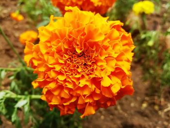 Close-up of orange marigold blooming outdoors