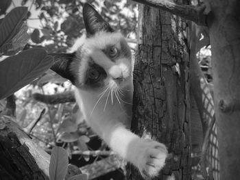 Close-up portrait of a cat