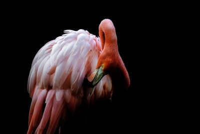 Close-up of flamingo against black background