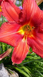 Close-up of day lily