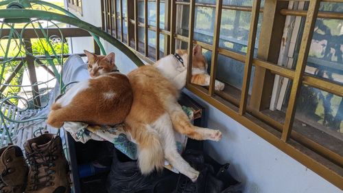 High angle view of cats sitting by window