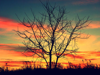 Silhouette tree against dramatic sky during sunset