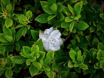 Close-up of white flowering plant