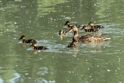 group of animals