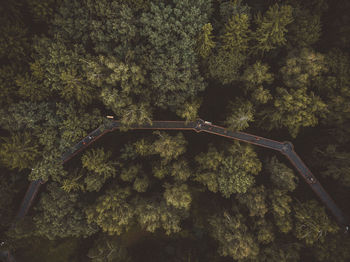 High angle view of footbridge amidst trees in forest