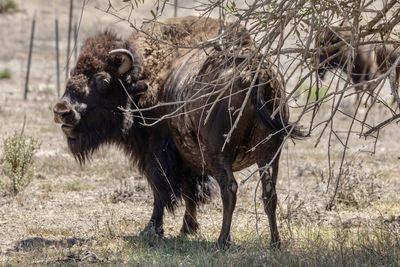 American bison standing in a field