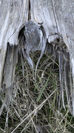 High angle view of wood on tree trunk