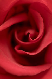 Macro shot of red rose