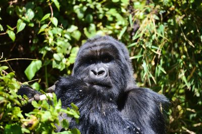 Portrait of mountain gorilla sitting in a forest