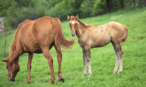 Horses standing in a field