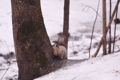 Squirrel on tree trunk during winter