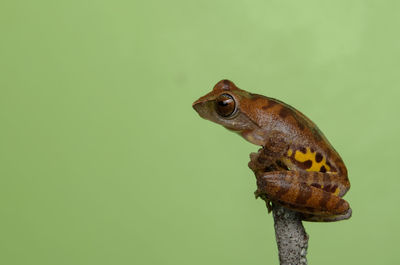 Close-up of frog on leaf