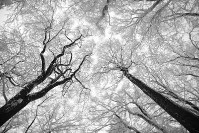 Low angle view of tree against sky