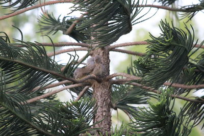 Low angle view of pine tree