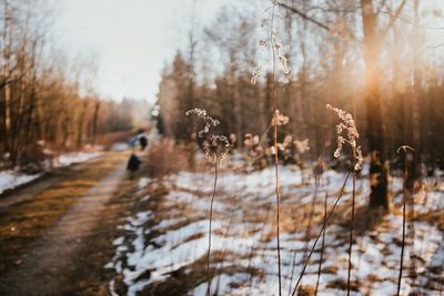 Dry plants on snow covered field by road