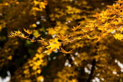 Close-up of maple leaves on tree during autumn